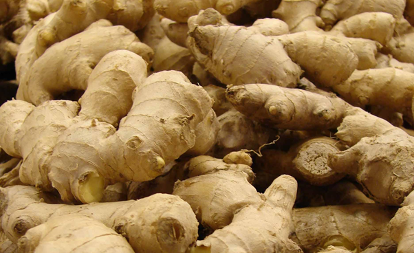 Ginger Farming in India with Necessary Information