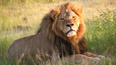 Lion Behavior and Lifestyle