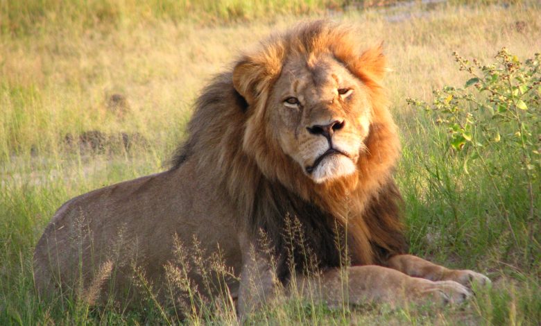 Lion Behavior and Lifestyle