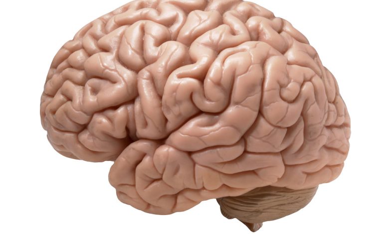 Eight Things Educators Need to Know About the Brain