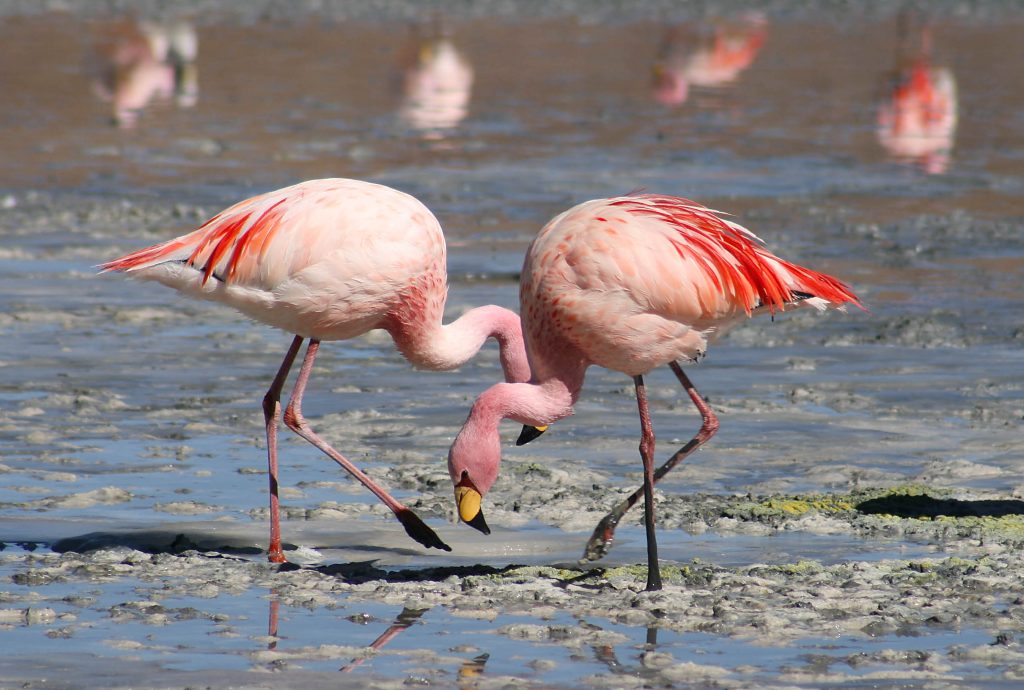 Flamingo Facts, Diet, Habitat And More