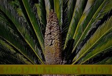 sago palm turning yellow d