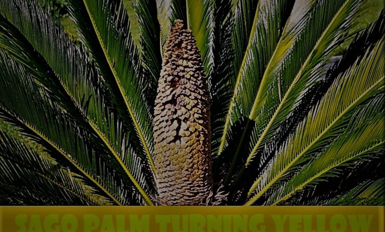 sago palm turning yellow d