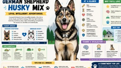 German Shepherd Husky Mix